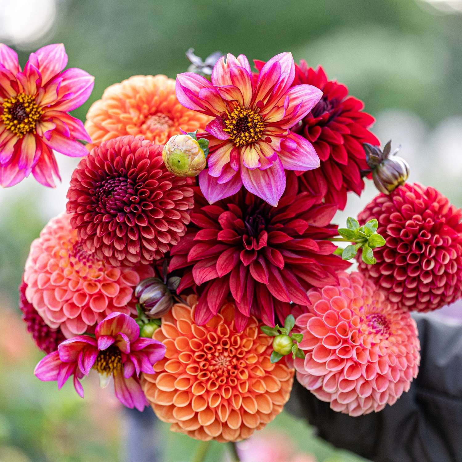 Mélange de dahlias 'Copper Cuddle'